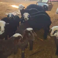 میش بره دار