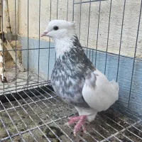 نر زیتونی هفت رنگ نر الماسی قهوه ای