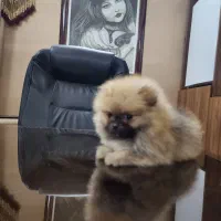 پامر خرسی|سگ|اصفهان, کوی نرگس|دیوار