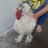 سلطان خروس ها خروس پاپر مو فرفری بفروش می رسد .|حیوانات مزرعه|دهدشت, |دیوار