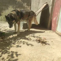 سگ ژرمن