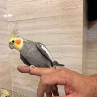 عروس هلندی مولد