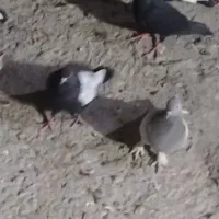 رنگی برای پروندن|پرنده|بهبهان, |دیوار