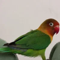 طوطی برزیلی|پرنده|رضویه, |دیوار