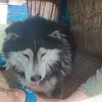 سگ هاسکی حرف گوش کن