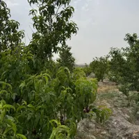 باغ و باغچه ۱۹۸ متری/ سند تک برگ /کوچه باغ|فروش زمین و ملک کلنگی|تهران, امیریه|دیوار