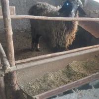 شیشک فروشی(میش و بره)