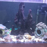 آکواریوم|ماهی|ایلام, |دیوار