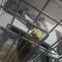 فروش۴عدد عروس هلندی|پرنده|اردکان, |دیوار