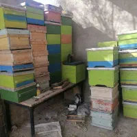 کندوی کف باز دوتیکه
