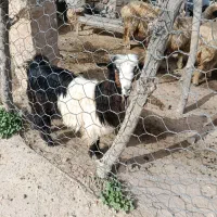 تیشتر|حیوانات مزرعه|مسجد سلیمان, |دیوار