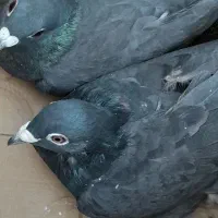 جفت زاغ پلاکی بدون نقص