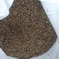 ترشی انار|حراج|اندیمشک, |دیوار