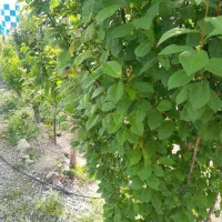 باغ ۲۴۵ متری|فروش زمین و ملک کلنگی|رباط‌کریم, حصار مهتر|دیوار