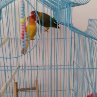 کتوله معاوضه