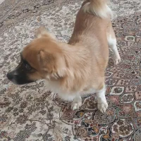 سگ اشپیتز روباهی|سگ|سنندج, |دیوار