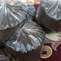 چایی کله مورچه ای هل دار عراقی