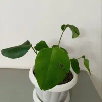 گل و گیاه|گل و گیاه طبیعی|نیشابور, شریعتی|دیوار