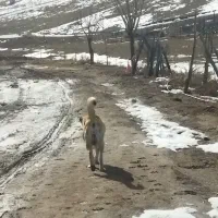 سراب گله ای|سگ|قزوین, |دیوار