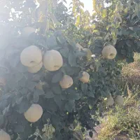 میوه به خوش عطرسردسیر|خوردنی و آشامیدنی|سرچهان, |دیوار