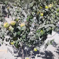 باغچه با درختان مثمر|فروش دفتر صنعتی، کشاورزی، تجاری|محمدشهر, محمدشهر|دیوار