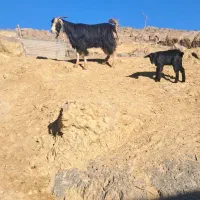 بز کهره دار|حیوانات مزرعه|مرودشت, نقش رستم|دیوار