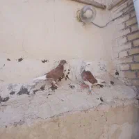 جوجه....
