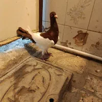 یهودی سرخ|پرنده|مشهد, تلگرد|دیوار