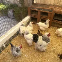 مرغ برهما لایت خروس