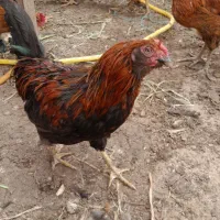 خروس|حیوانات مزرعه|نیشابور, ده حلاج|دیوار