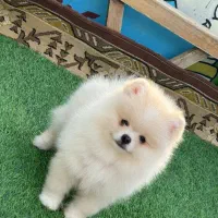 پامر سه ماه