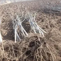 فروش ویژه انواع نهال گردو سه ساله 150تومان|خدمات باغبانی و درختکاری|تهران, قلمستان|دیوار