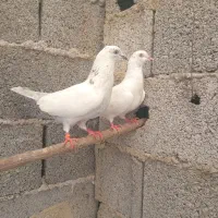 کبوتر