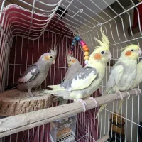 عروس هلندی نرسخنگو