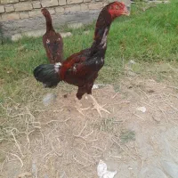 جوجه خروس لاری