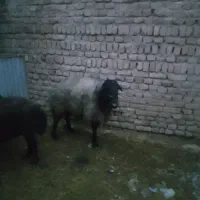 قوچ فروشی|حیوانات مزرعه|جوادآباد, |دیوار