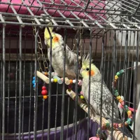 فروش ۲ عدد عروس هلندی