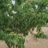 فروش زمین ۱۰۰۰ متری در محدوده پل زمانخان|فروش زمین و ملک کلنگی|نجف‌آباد, امیرآباد|دیوار
