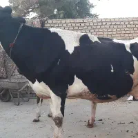 گاو آبستن سنگین صنعتی|حیوانات مزرعه|رامیان, |دیوار