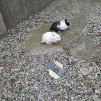 خرگوش نر و ماده بالغ