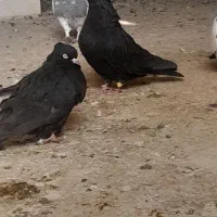 کبوتر طوقی زاغ|پرنده|یاسوج, |دیوار