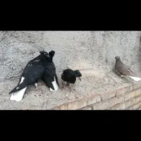 ۴عدد دمسفید