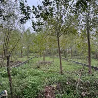 ۲۹۸متر زمین مسکونی (سند تک برگ )