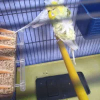 مرغ عشق پروانه ای