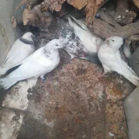 کبوت.ر.کله ای طوقی شیخ سفیدحراج