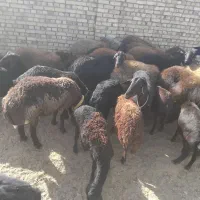 میش غزل افشار و همو هترو|حیوانات مزرعه|گلپایگان, |دیوار