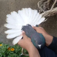 تعداد کفتر پرشی و جفتگاه عتیقه