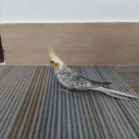 عروس هلندی|پرنده|آشخانه, |دیوار