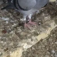 فروش جوجه کبوتر