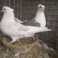 بیله کفتر رنگی|پرنده|اشکذر, |دیوار